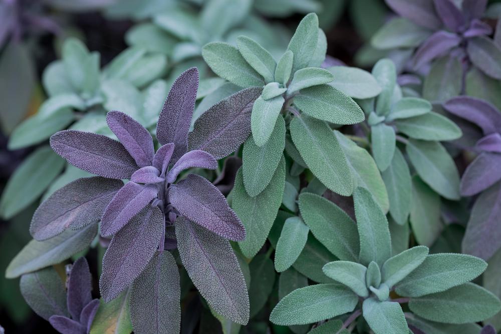 Le Proprietà della Salvia: Un Tesoro della Natura